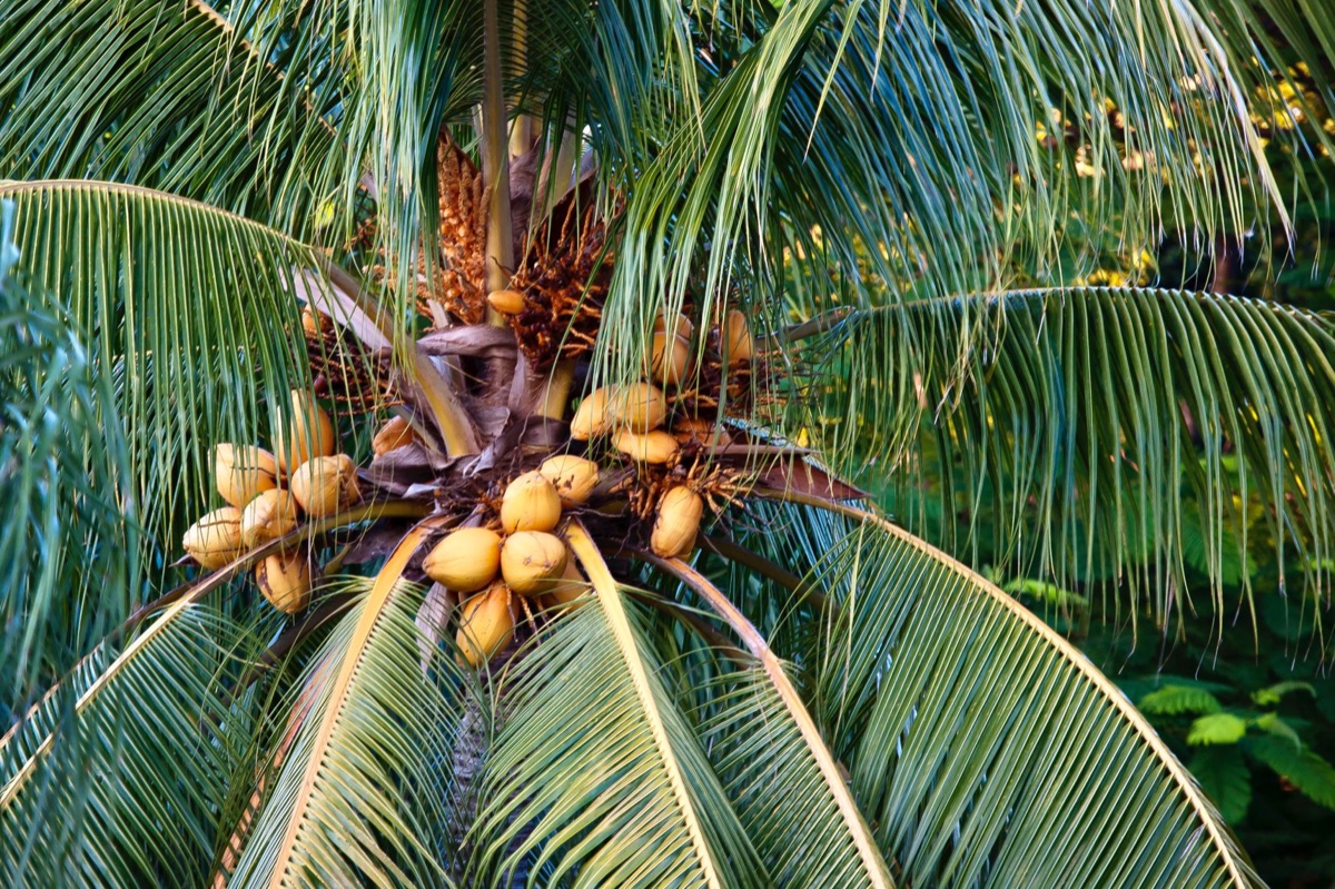 Coco de mer palm tree in forest