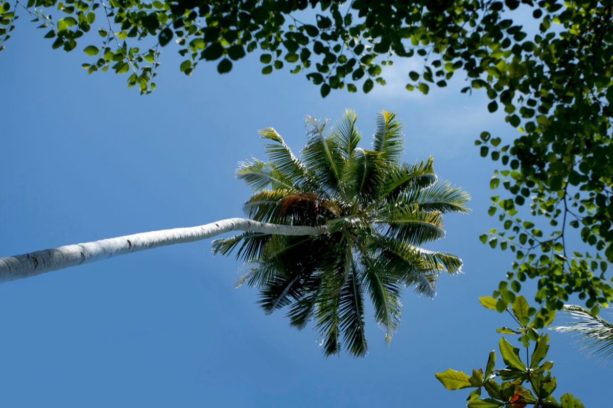 Coco de mer with natural surroundings