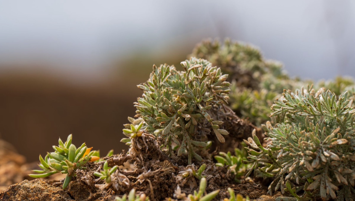 co-codmeer plant in natural habitat with surrounding flora