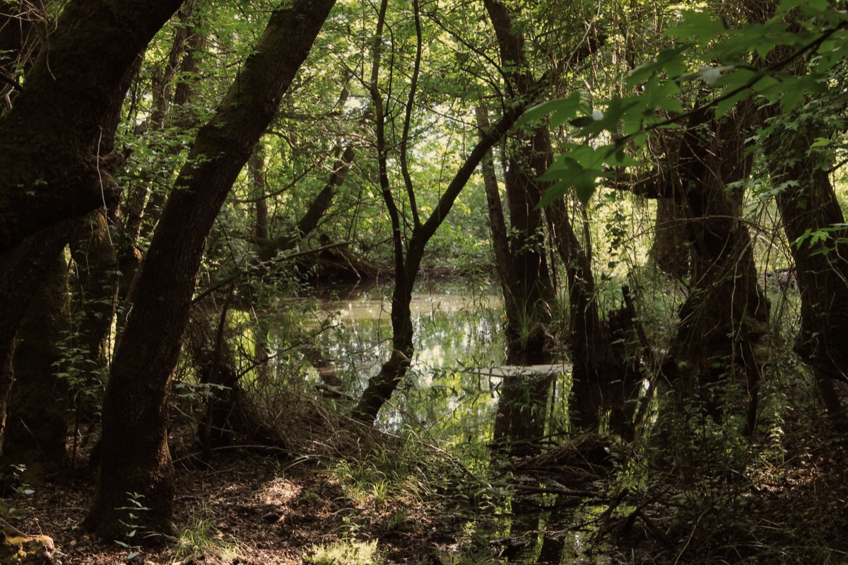 plumado cormorant en bosque