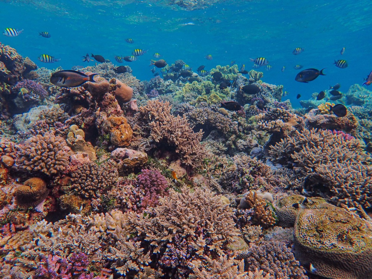 セーシェルの海洋生物観察