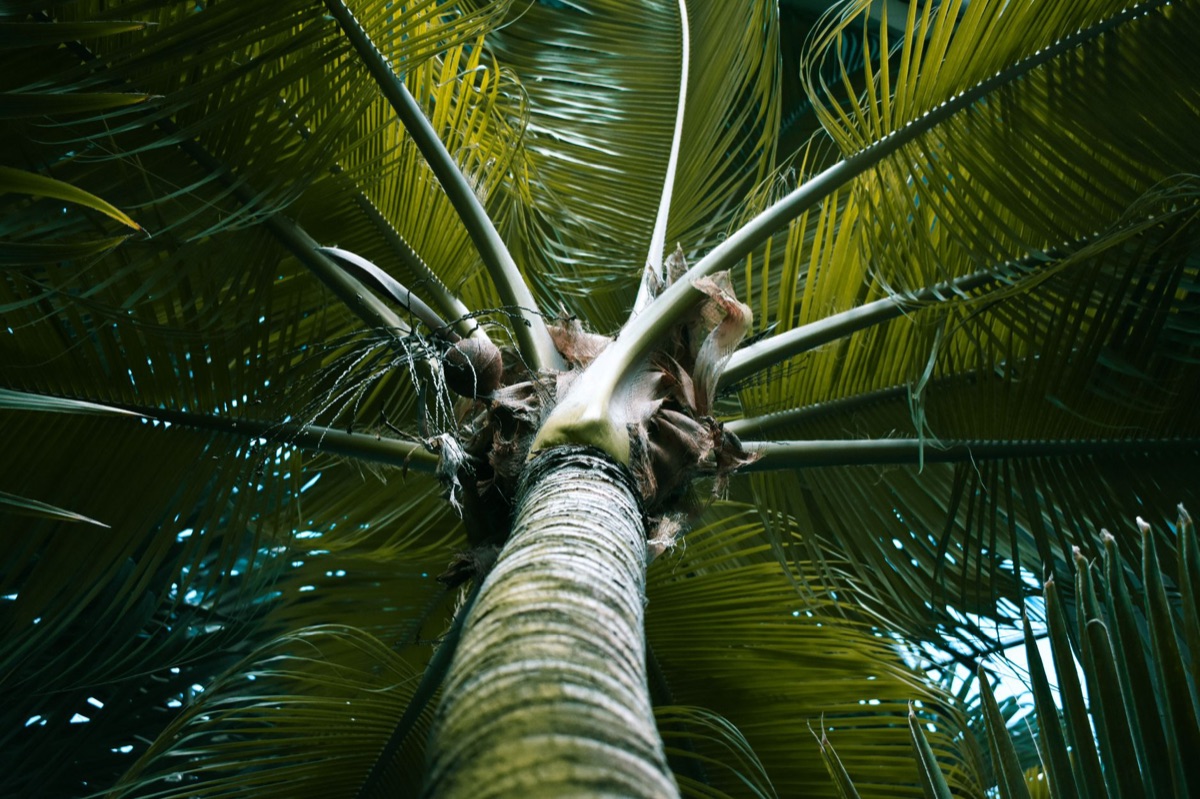 Coco de mer in natural habitat
