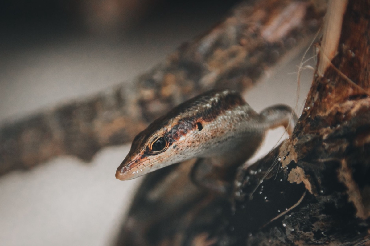 Seychelles wildlife in dense forest