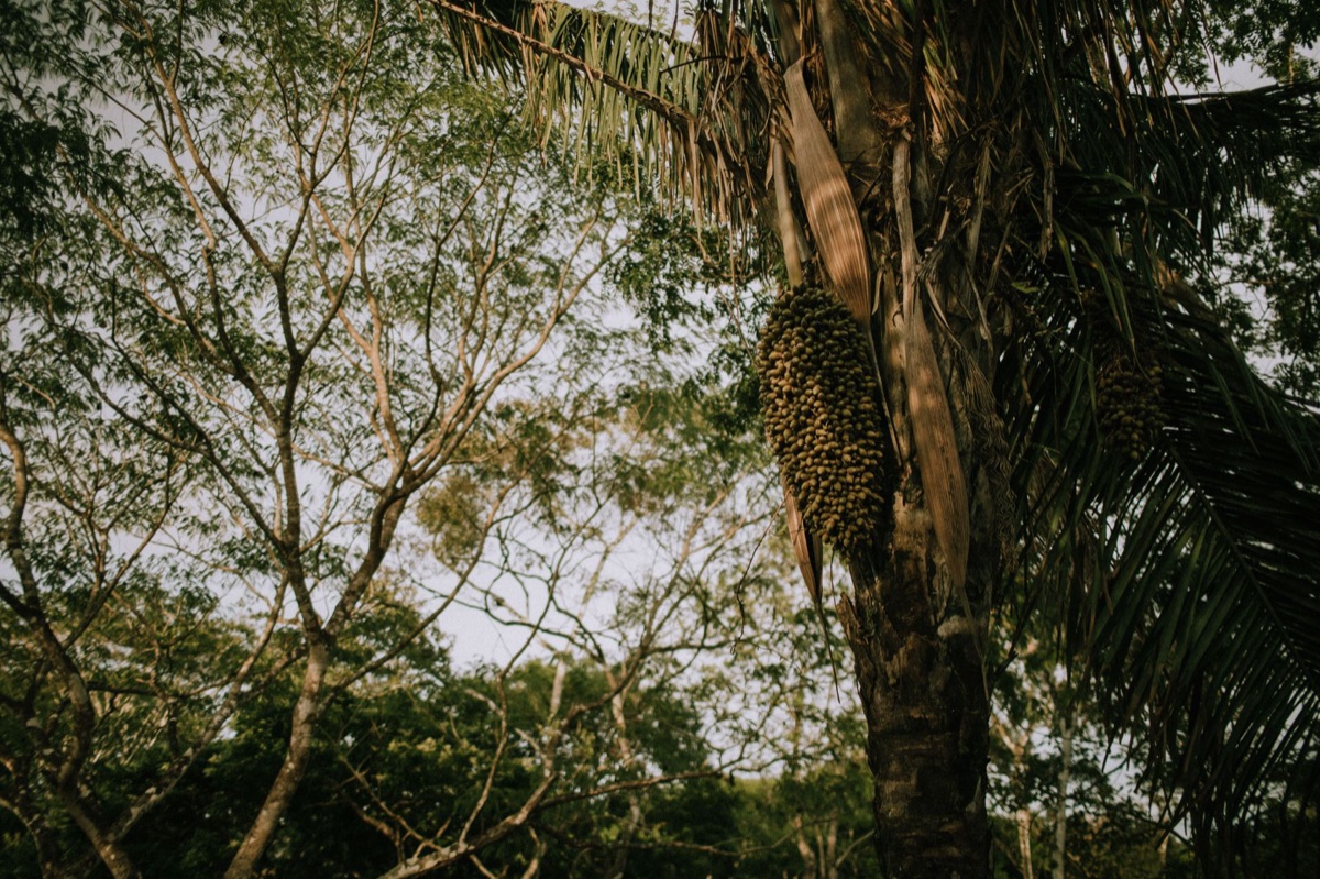 Planta de cocode mer em meio a uma floresta