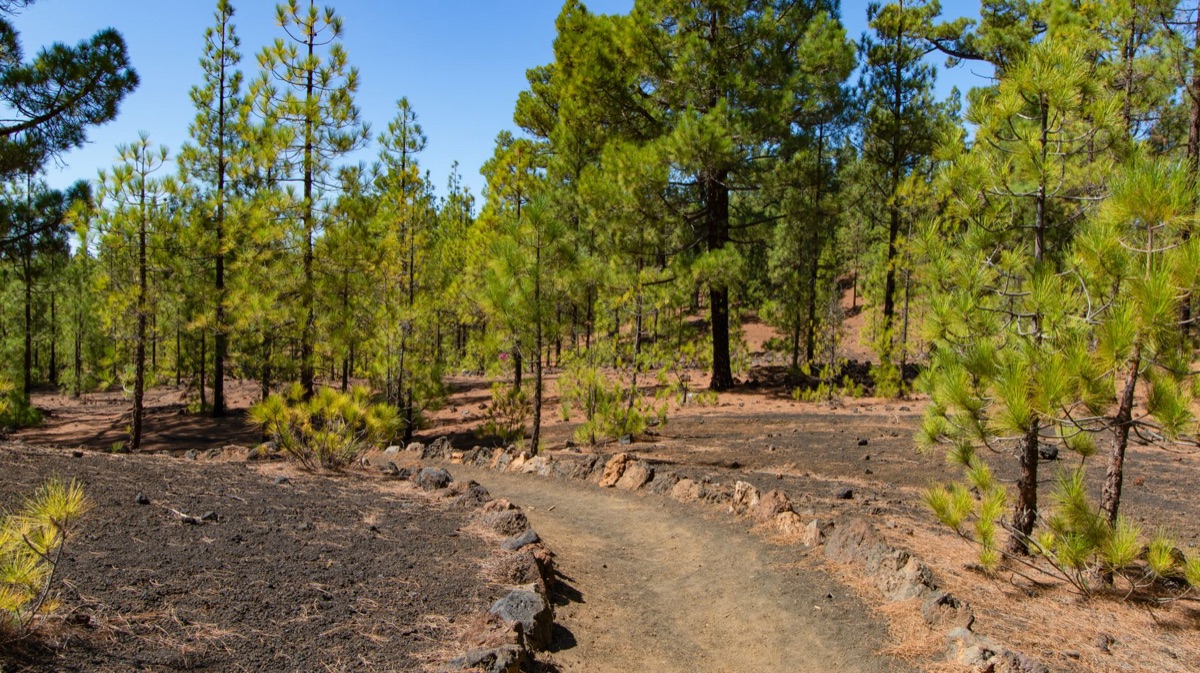 Radig Island hiking trail with dense vegetation
