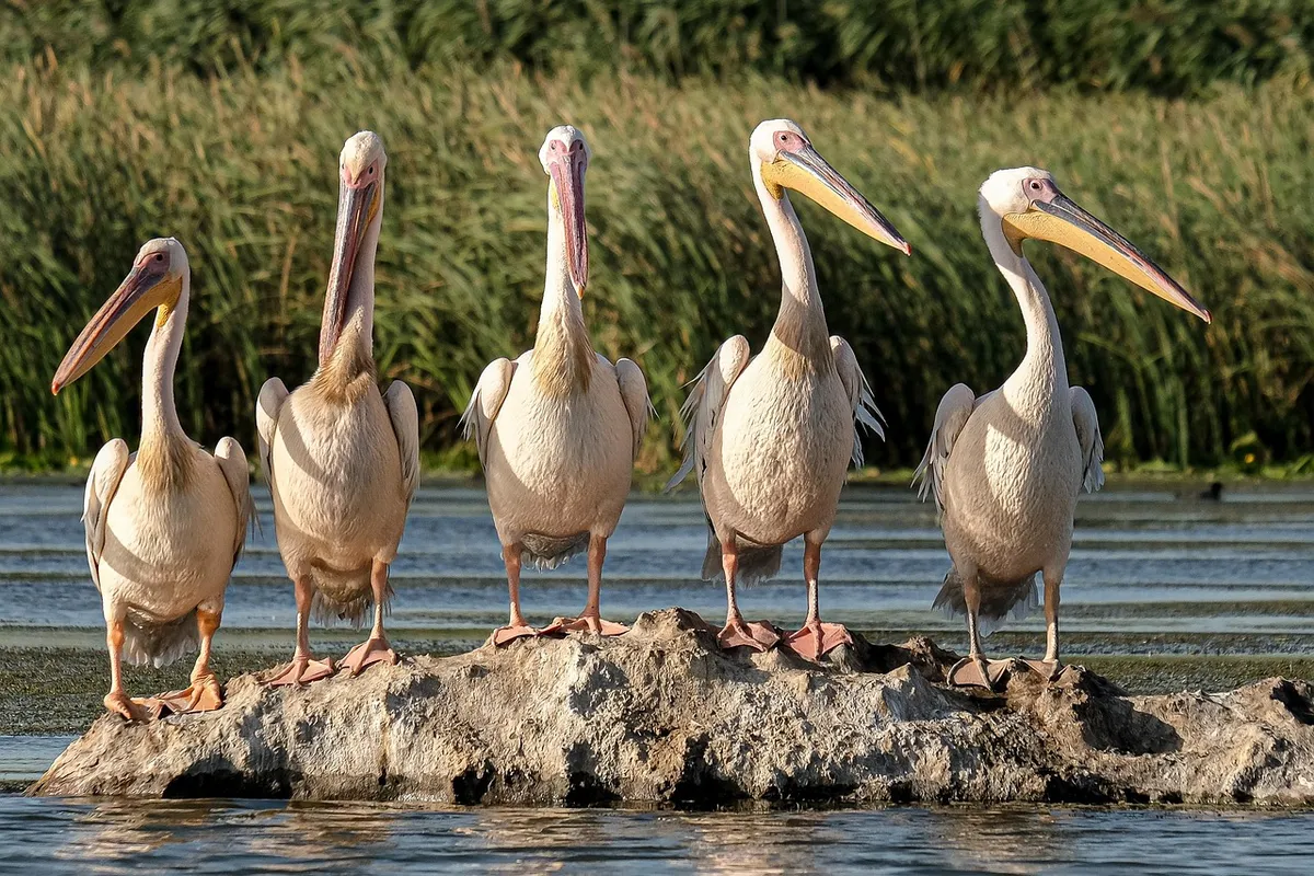 great white pelicans, birds, rock, lake, bird watching, danube delta, romania, conservation, ecology, ecotourism, natural reserve, nature, travel, wetlands, wil