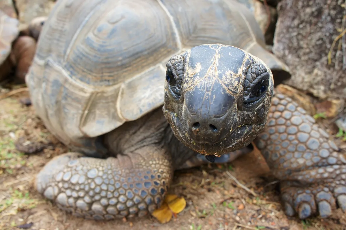 tortoise, old, tank, speed, seychelles, reptile, giant tortoises, seychelles, seychelles, seychelles, seychelles, seychelles