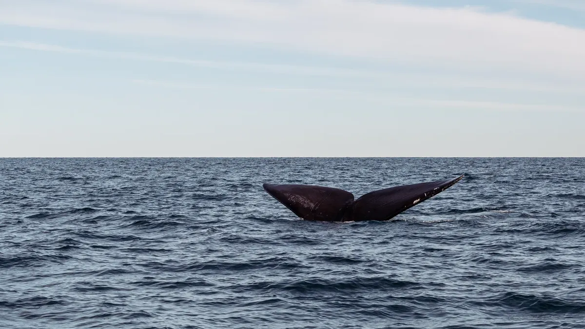 A whale tail gracefully rising from the ocean, showcasing marine beauty and wildlife.