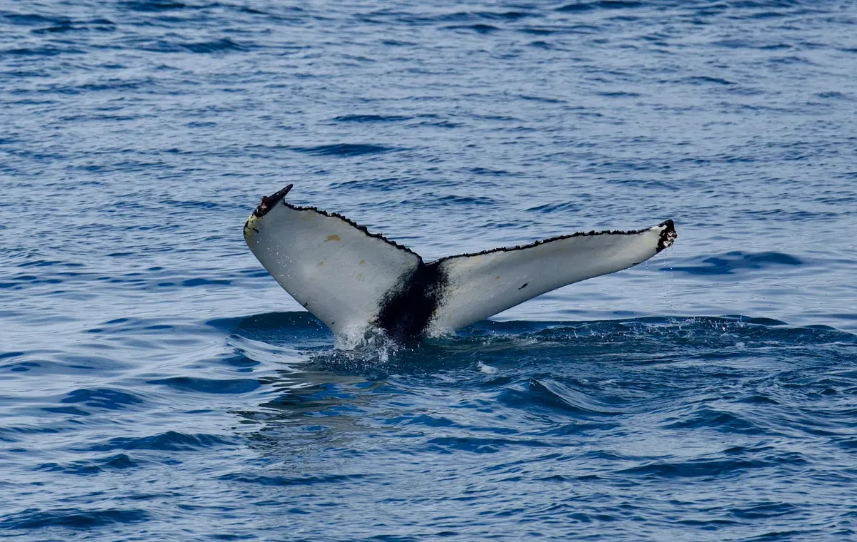 A humpback whale (Megaptera novaeangliae) raises its tail in the ocean, creating a captivating scene.