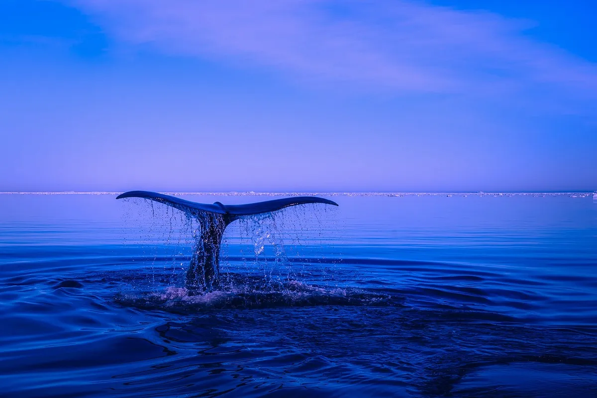 sea, humpback whale, nature, tail, ocean, water, breaching, fin, beautiful, sky, blue sky, blue water, blue sea, blue ocean
