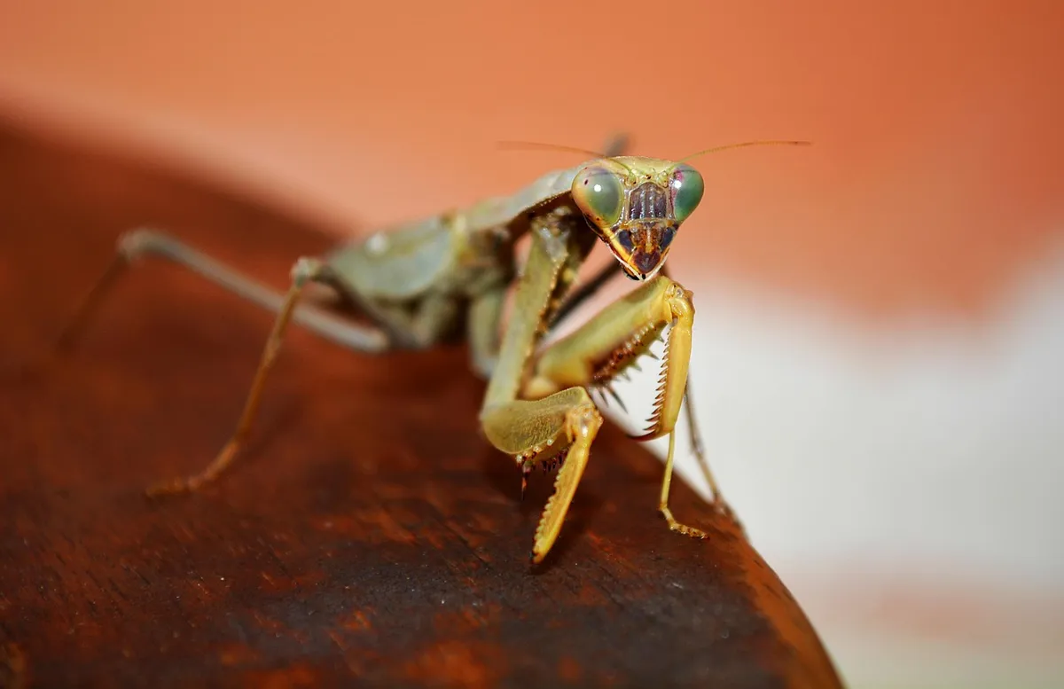 cricket, insect, grasshopper, bug, nature, forest, close up, macro